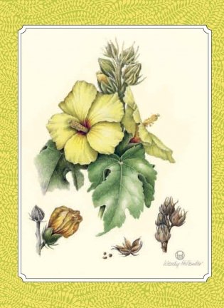 Ботаническая иллюстрация фото книги 11