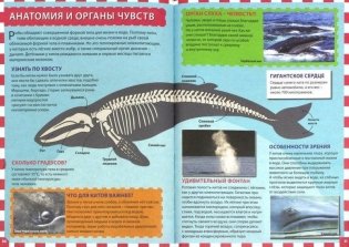 Акулы, киты и дельфины. Детская энциклопедия фото книги 3