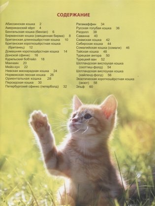 Энциклопедия для детей. Кошки фото книги 2