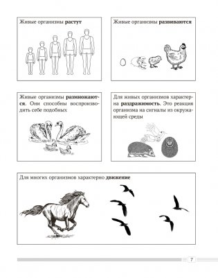 Биология. 6 класс. Опорные конспекты, схемы и таблицы. ГРИФ фото книги 7