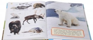 Большая энциклопедия в картинках фото книги 4