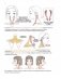 Дизайн женских аниме-персонажей. Туториалы от азиатских художников фото книги маленькое 18