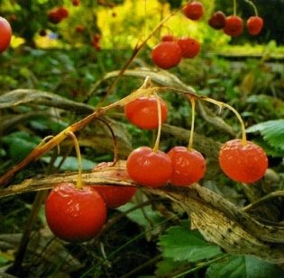Калужская флора: аннотированный список сосудистых растений Калужской области фото книги 3