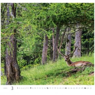 Forest (Лес). Календарь настенный на пружине на 2020 год фото книги 4