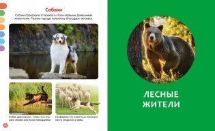 Животные разных стран фото книги 5