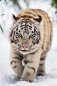 Холст с красками "Белый тигр" (23 цвета), 40х50 см фото книги маленькое 2