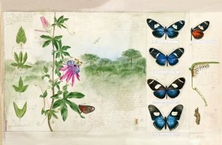Бабочки. Основы систематики, среда обитания, жизненный цикл и магия совершенства фото книги 7