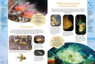 Животные морей и океанов. Большая школьная энциклопедия фото книги 6