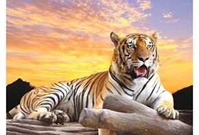 Холст с красками "Палитра. Рисование по номерам. Большой тигр на закате", 40х50 см фото книги
