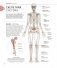 Анатомия и физиология йоги: совершенствование практики ключевых асан фото книги маленькое 11