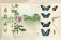 Бабочки. Основы систематики, среда обитания, жизненный цикл и магия совершенства фото книги маленькое 8