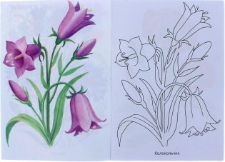 Раскраска "Первые уроки. Полевые цветы", А5, 8 листов фото книги 4