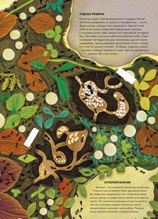 Королевство насекомых. Интерактивная книга с окошками о жизни муравьёв, ос и пчёл фото книги 3