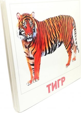 Набор карточек. Дикие животные фото книги