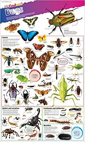 DKfindout! Bugs. Poster фото книги