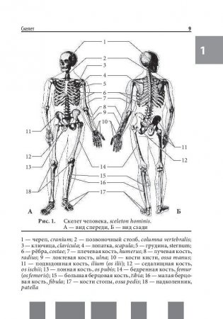 Анатомия человека. Полный компактный атлас фото книги 7