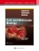 Lippincott Illustrated Reviews: Cell and Molecular Biology, International Edition 2e фото книги маленькое 2