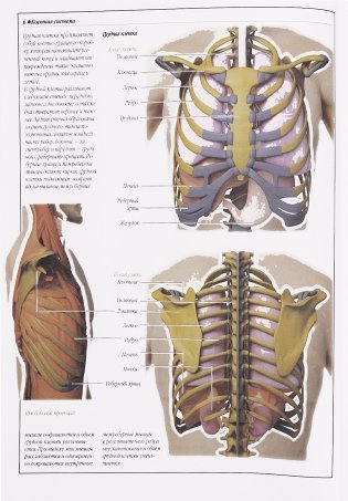 Атлас анатомии человека фото книги 5