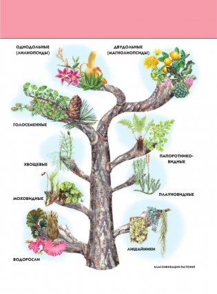 Растения: полная энциклопедия фото книги 8