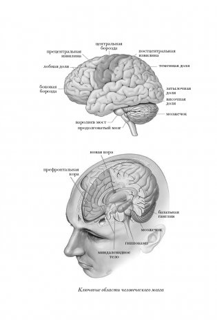Мозг: биография. Извилистый путь к пониманию того, как работает наш разум, где хранится память и формируются мысли фото книги 11