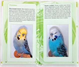 Самые популярные волнистые попугайчики фото книги 2
