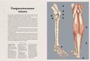 Анатомикум. Энциклопедия для детей фото книги 2