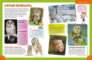 Лесные животные. Энциклопедия для детей фото книги 4