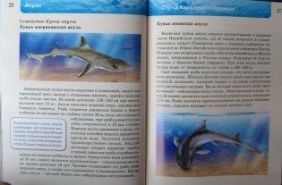 Акулы. Энциклопедия фото книги 10
