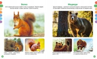 Животные разных стран фото книги 7