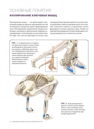 Анатомия балансов на руках и перевернутых поз фото книги 10
