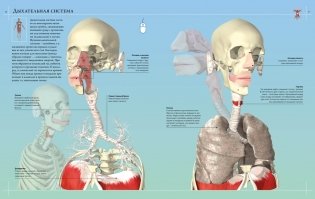 Иллюстрированный атлас. Анатомия человека фото книги 10