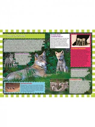 Детеныши животных фото книги 4