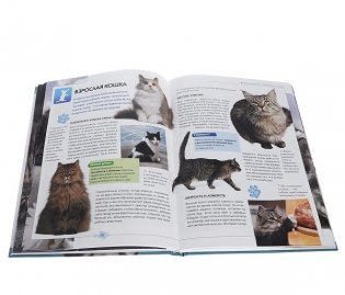 Кошки. Полная иллюстрированная энциклопедия фото книги 3
