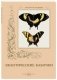 Экзотические бабочки фото книги маленькое 2