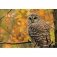 Календарь квартальный на 2018 год "Птицы. Сова в лесу" фото книги маленькое 2