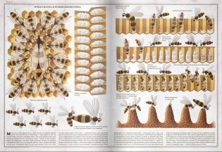 Пчелы фото книги 7