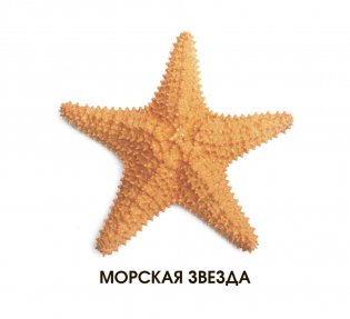 Морские обитатели (набор из 12 карточек) фото книги 2