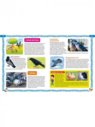 Большая книга о птицах. Иллюстрированная энциклопедия фото книги 10