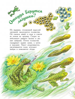 Царевна-лягушка фото книги 11