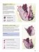 Основы ботанической живописи акварелью. Практические рекомендации и пошаговые описания фото книги маленькое 8
