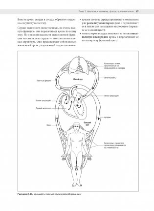Анатомия йоги: раскраска. Изучите форму и биомеханику более чем 50 асан фото книги 11