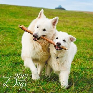 Календарь настенный перекидной на 2019 год "Домашние любимцы. Веселые собаки", 320x320 мм фото книги