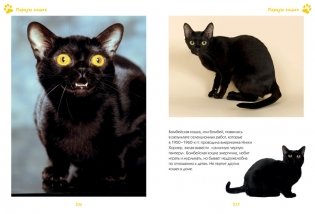 Моя большая книга о кошках и котятах фото книги 3