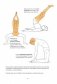 Анатомия йоги. Как работают мышцы фото книги маленькое 4