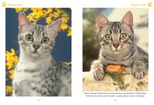 Моя большая книга о кошках и котятах фото книги 4