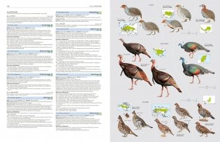 HBW and Birdlife International Illustrated Checklist of the Birds of the World Vol.1 фото книги 3