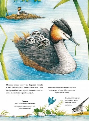 Книга о птицах. BIObook А. Толмачёва фото книги 5