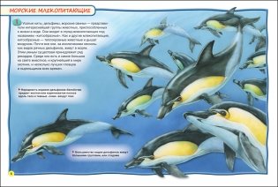 Киты и дельфины фото книги 3