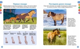 Лошади фото книги 3