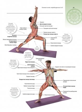 Анатомия и йога фото книги 4